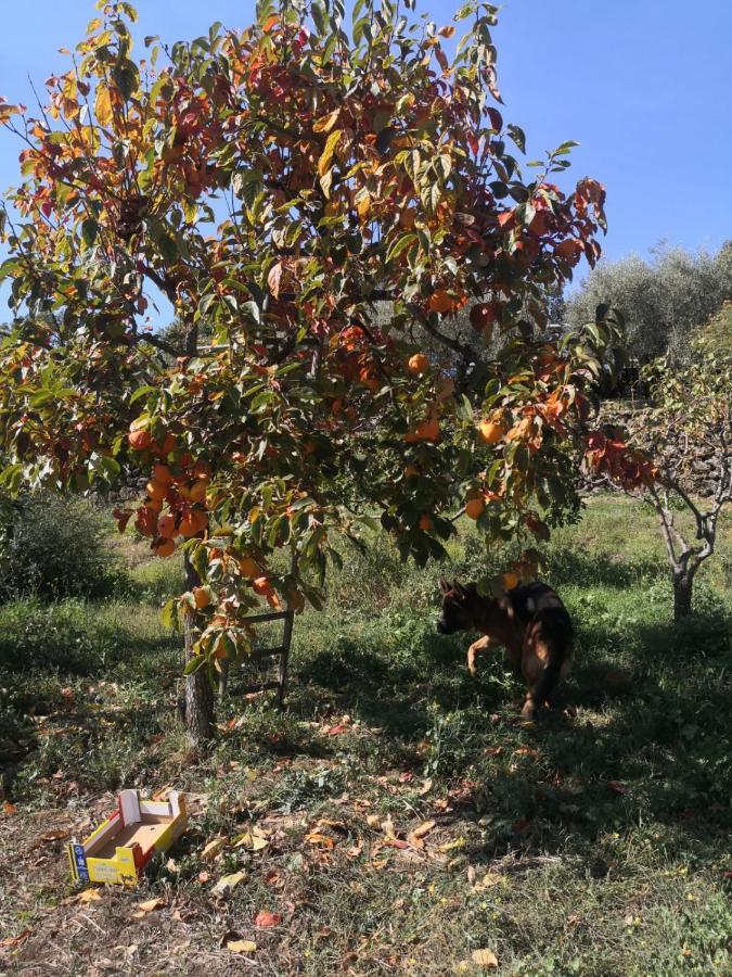 Alle Pendici Dell'Etna Ragalna Exterior foto