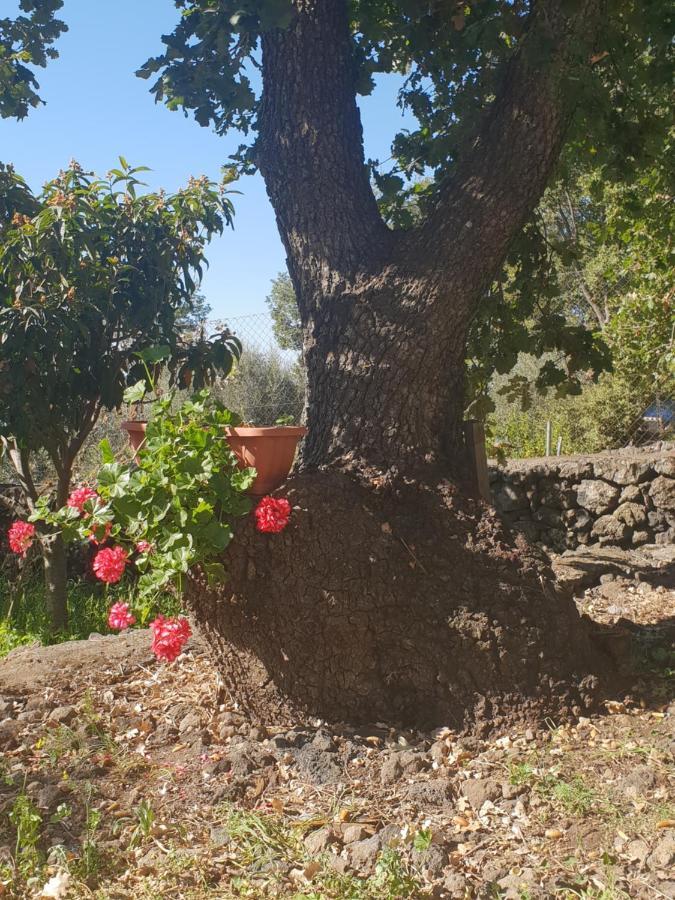 Alle Pendici Dell'Etna Ragalna Exterior foto